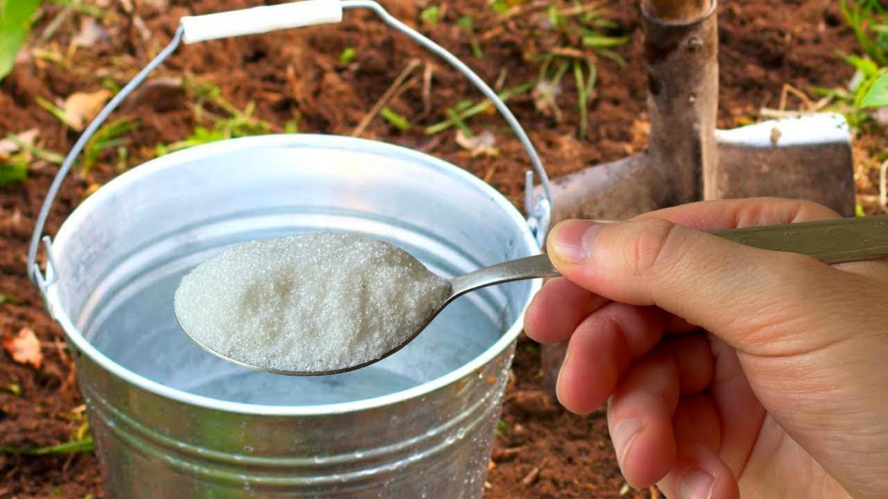 The Magic Teaspoon: Transform Your Garden with This Simple Trick