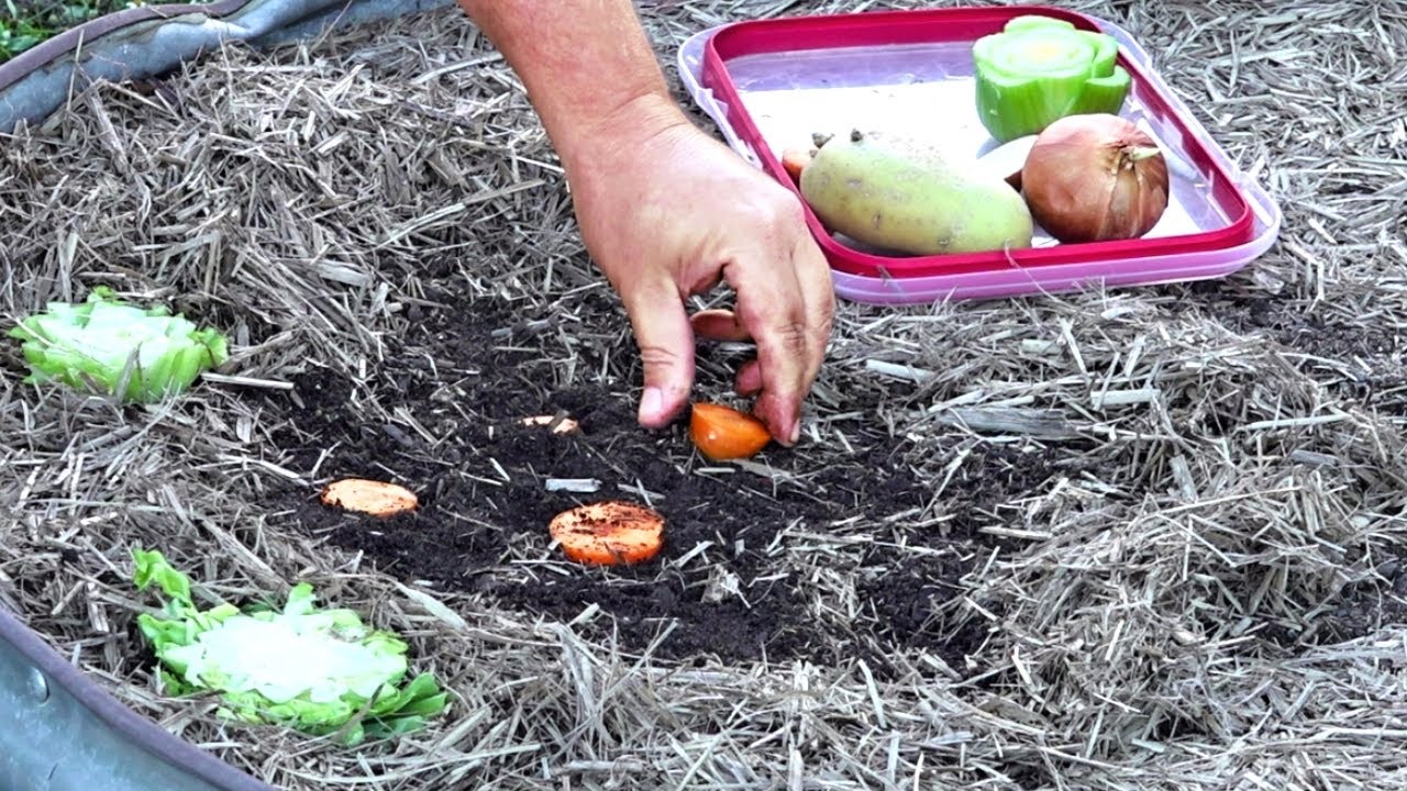 The Joy of Burying Kitchen Scraps in Your Garden