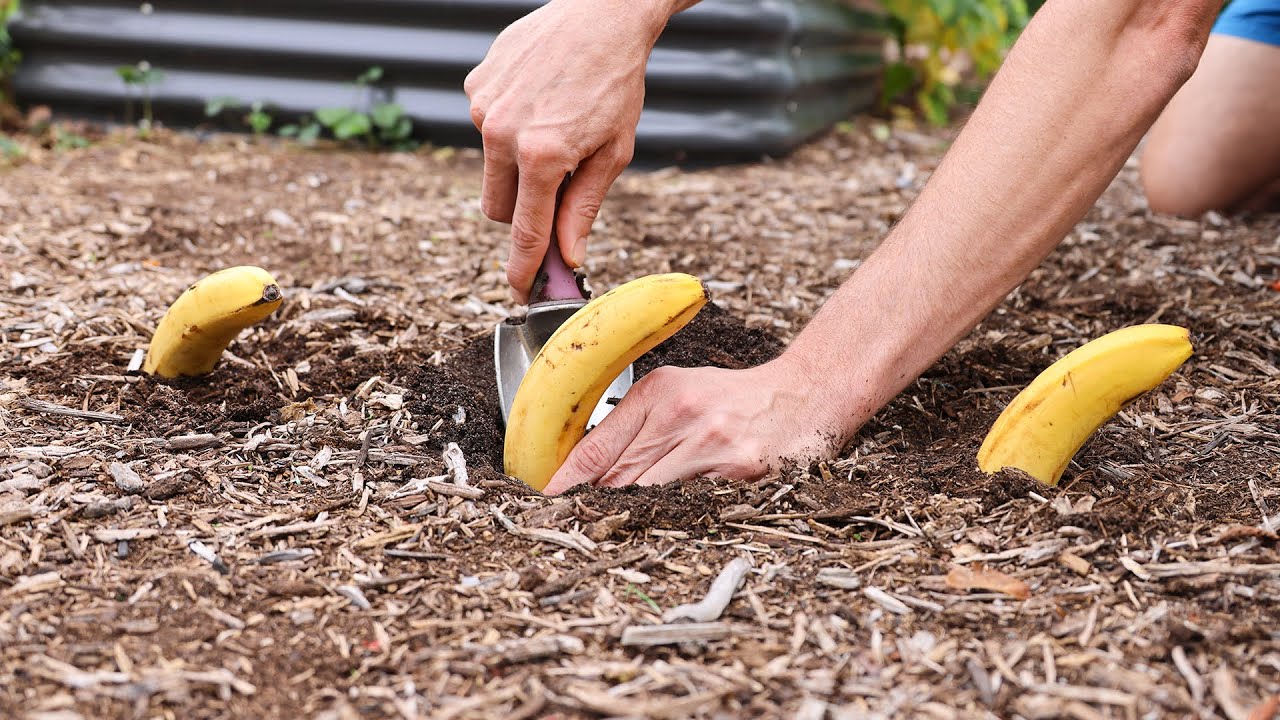 The Magic of Banana Peels: A Garden’s Best Friend