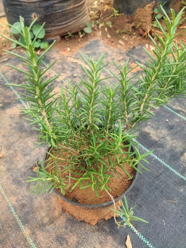 Rosemary: Surprising Secrets for Your Well-being