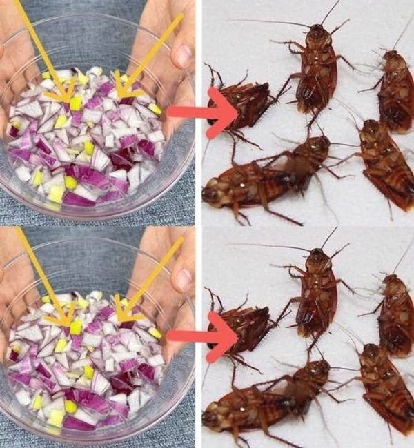 Cockroaches at Home? Natural Remedies to Get Rid of Them!