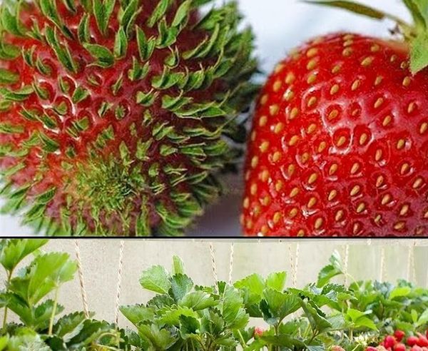 How to Grow Strawberries at Home: The Secret to Abundant Production in 5L Plastic Bottles