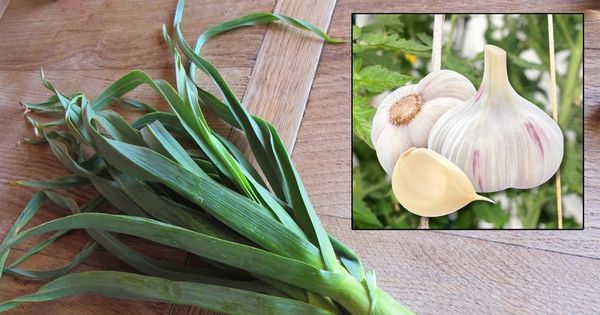 9 Secrets About Garlic You Didn’t Know