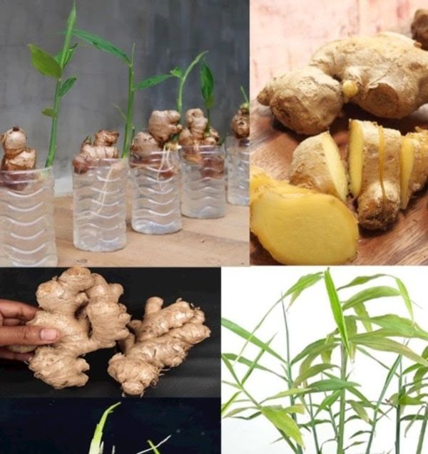 Growing Ginger in Water: A Beginner’s Guide