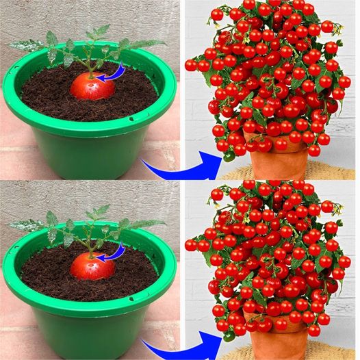 The Secret Tomato Propagation Trick You’ll Wish You Knew Sooner