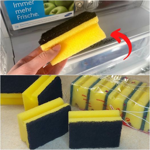 A Clever Hack to Keep Your Fridge Fresh and Dry