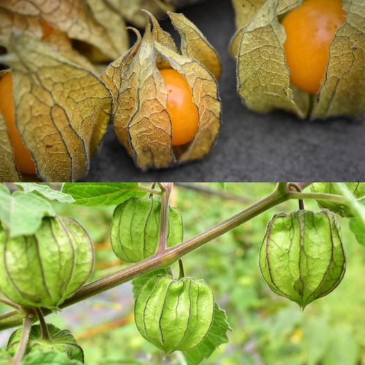 The Magic of Canapum (Physalis)