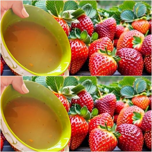 Unveil the Secret to Luscious Strawberries: The Ultimate Organic Fertilizer