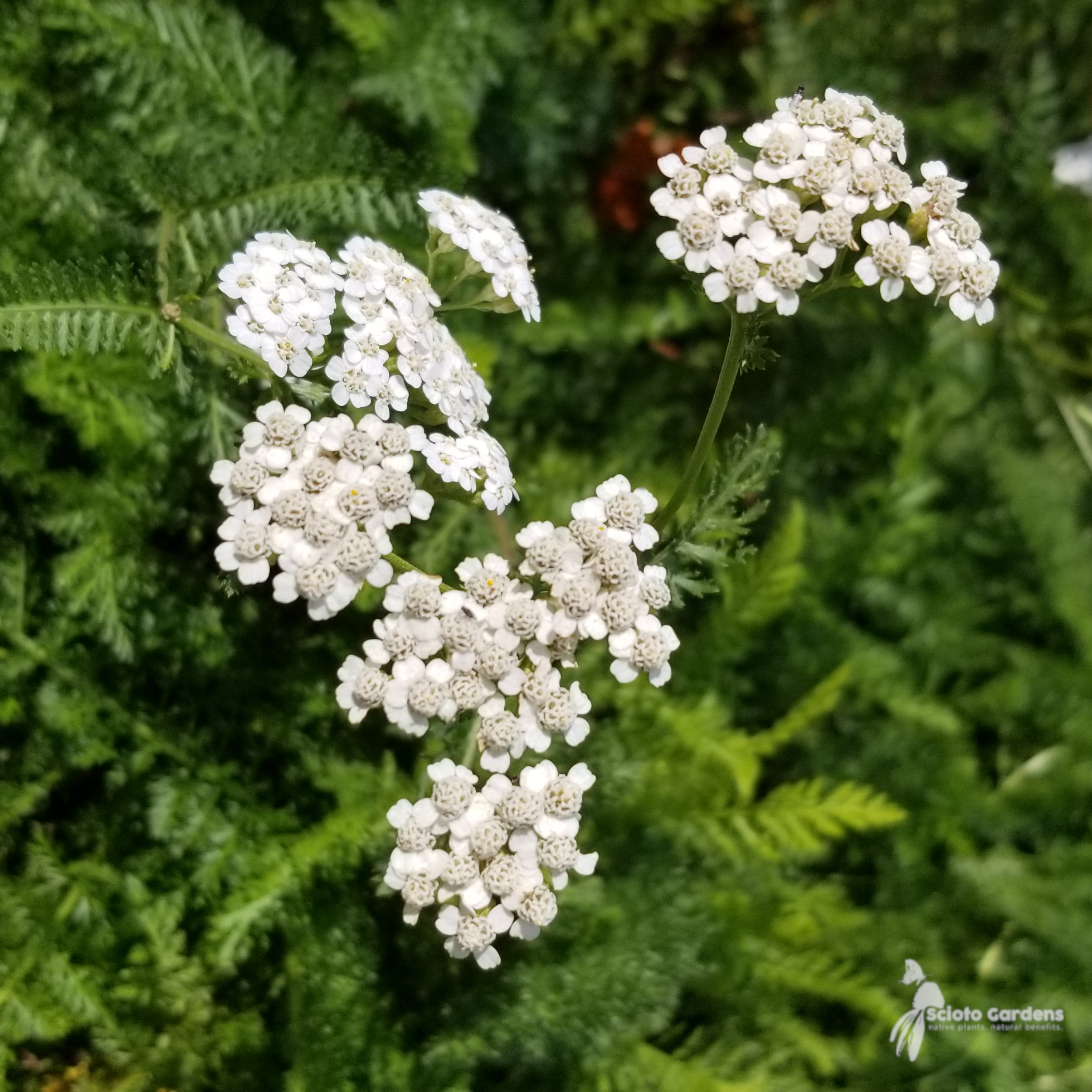 Discovering the Wonders of Yarrow Oil: A Treasure Trove of Health Benefits