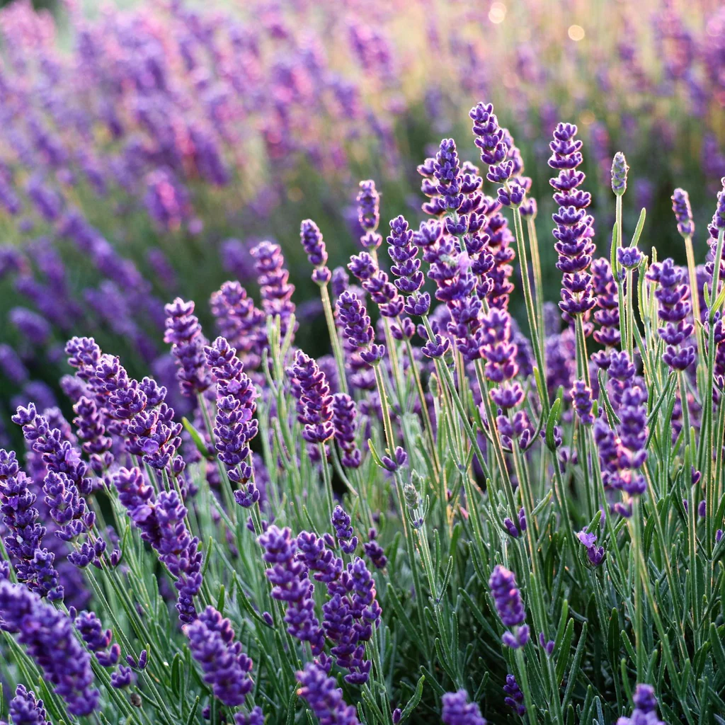 The Hidden Treasure of Lavender in Your Garden