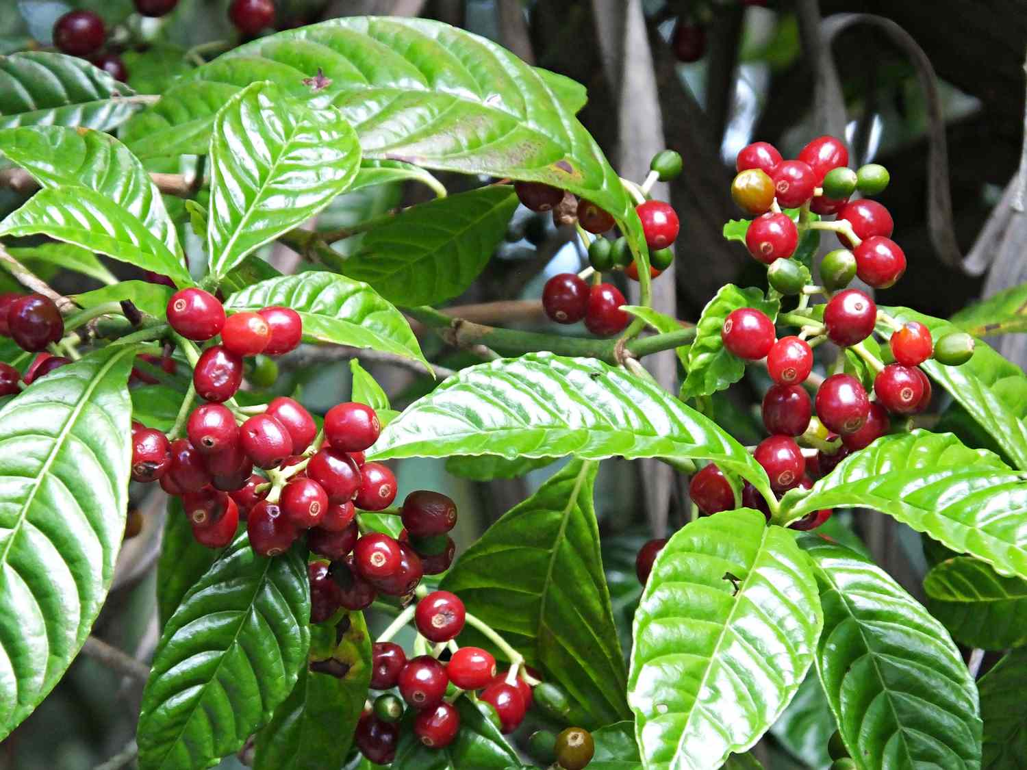 The Green Gold: Discovering the Treasure of Coffea Arabica