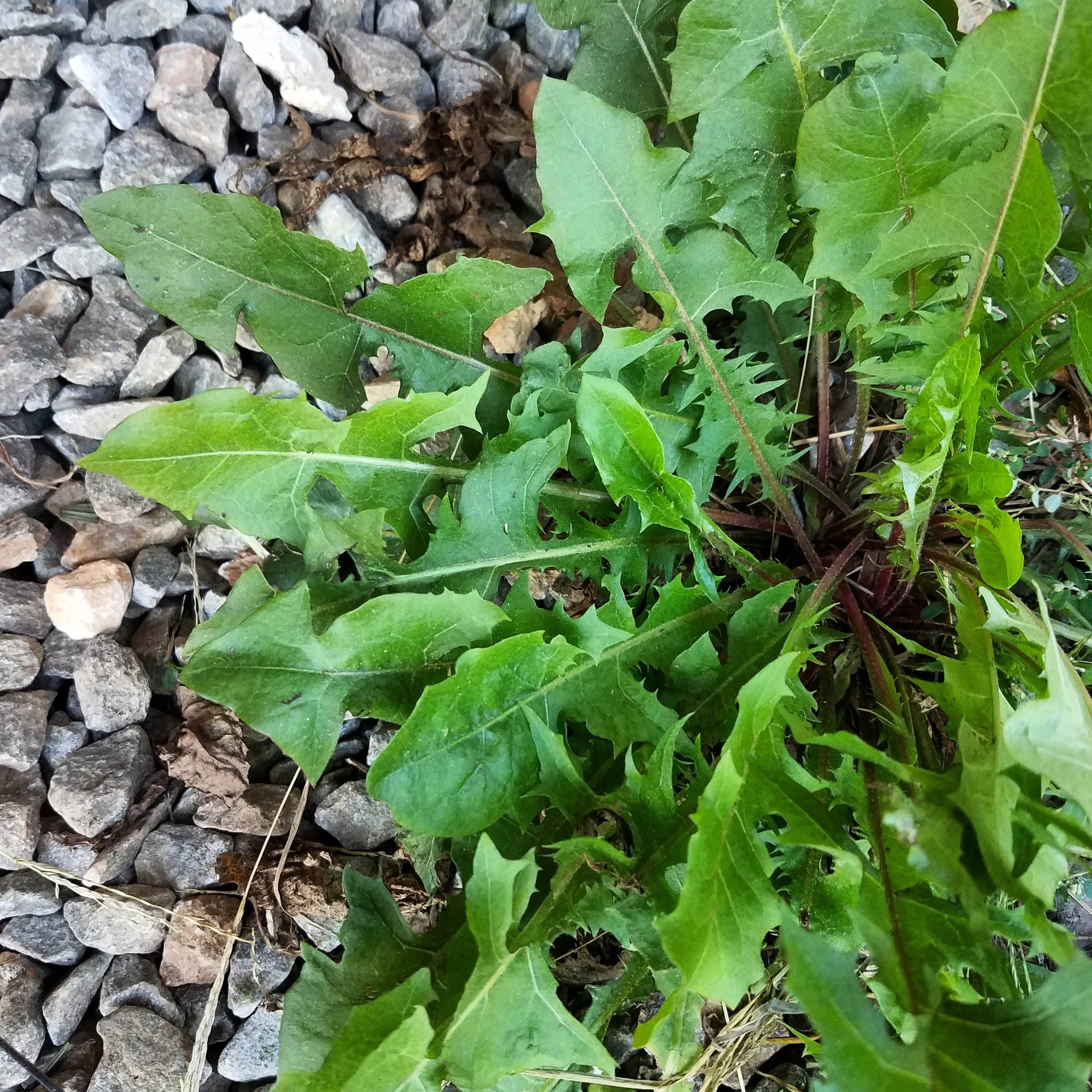 A Spring in Her Step: How Dandelion Leaves Transformed My Grandmother’s Joints