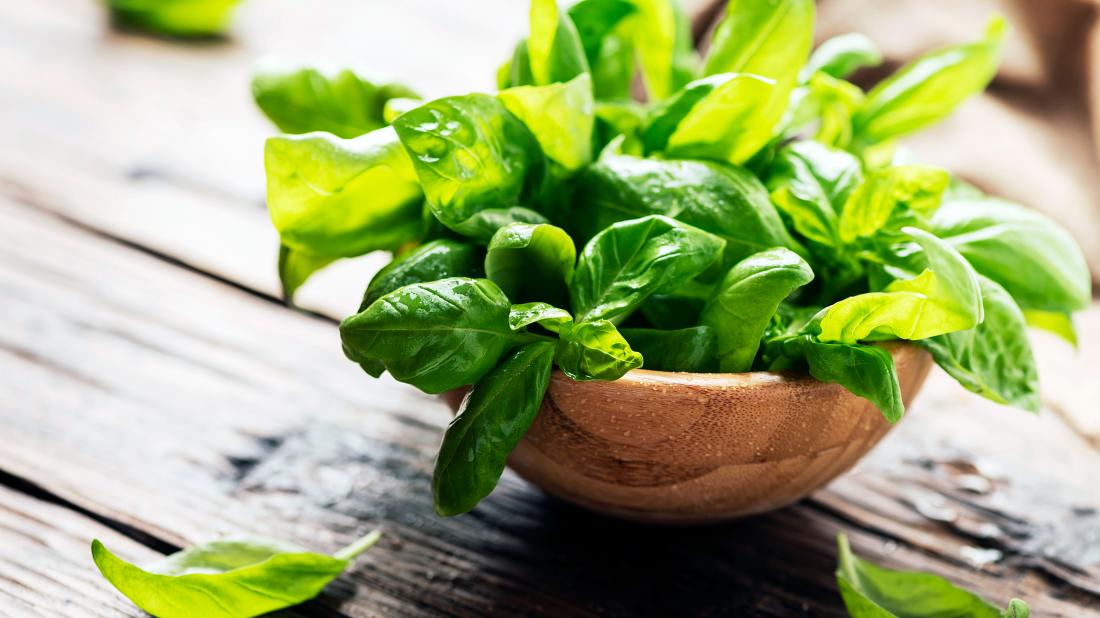 The Golden Leaf in Your Garden: Discovering the Wonders of Basil