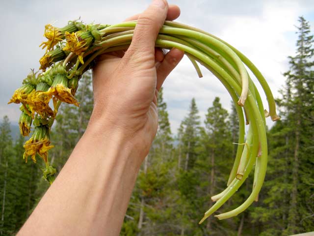 The Dandelion Diet: 6 Stalks a Day for Optimal Health