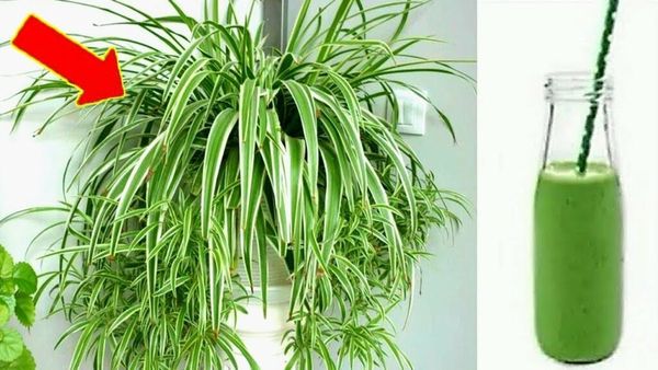 The Amazing Chlorophytum: A Plant for Everyone