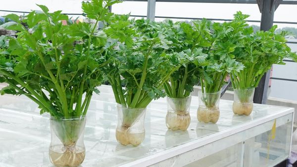 Growing Crunchy Celery in Plastic Bottles: A Delightful and Convenient Project