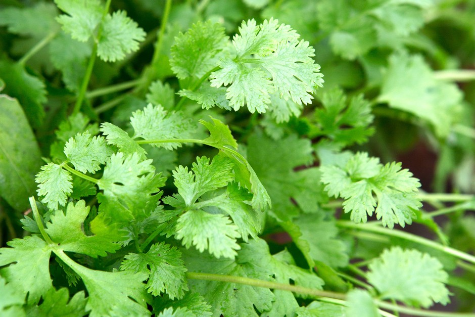 Title: Discover the Secret to Revitalized Joints with Grandma’s Coriander Recipe