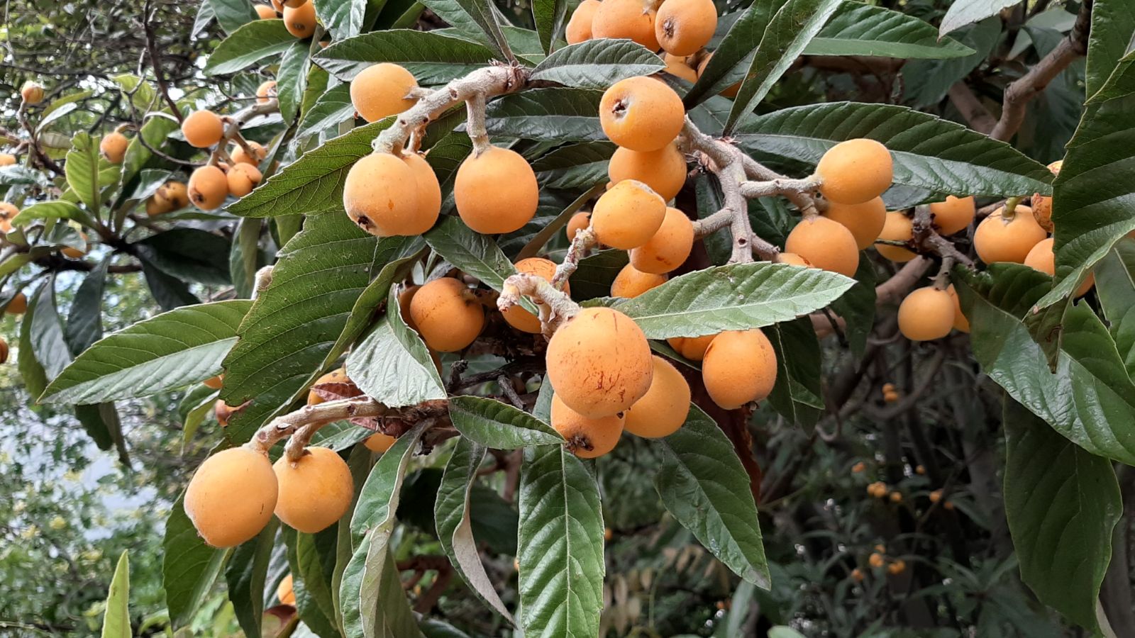 The Golden Leaf of Eriobotrya Japonica: Nature’s Hidden Treasure