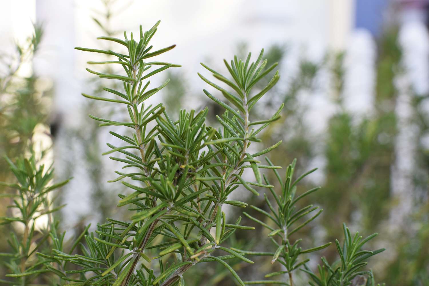 Discovering the Golden Leaf in Your Garden: The Marvelous Rosemary