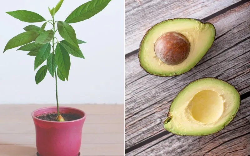 Cultivating Your Own Potted Avocado Tree: A Green Thumb’s Delight