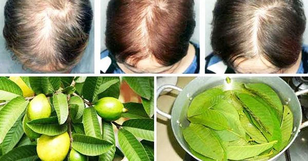 Guava Leaves: A Natural Solution for Hair Loss and More