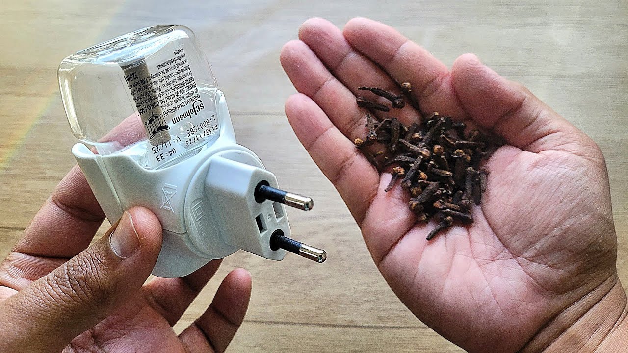 Discover the Natural Secret: Cloves in an Empty Raid for a Mosquito-Free Home