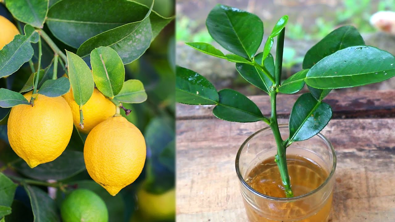 The Simple Joy of Growing Lemon Trees from Cuttings: A Water Soaking Guide