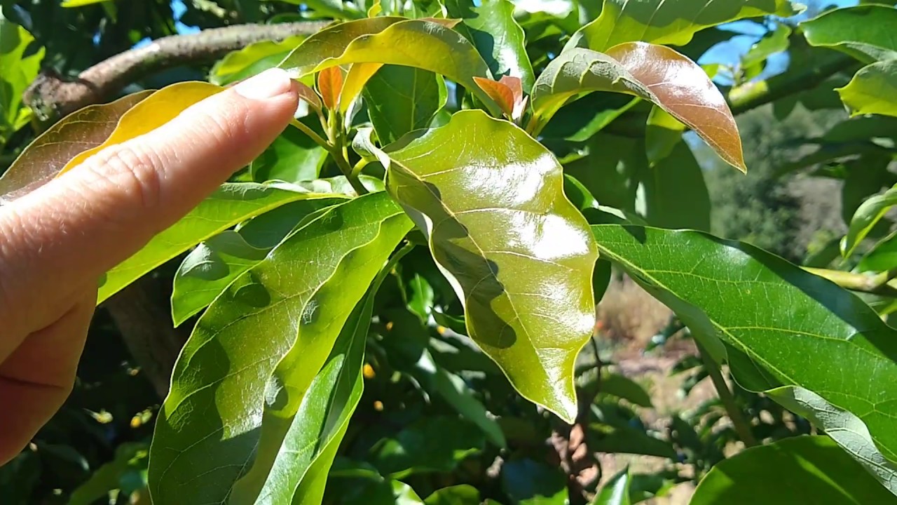 The Hidden Treasure in Your Garden: Avocado Leaves