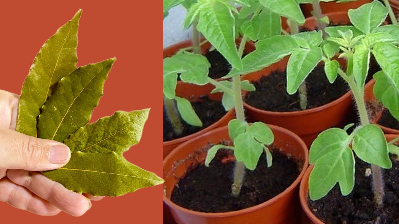 Unlock the Secret to Thriving Cucumbers, Tomatoes, and Peppers: The Bay Leaf Method