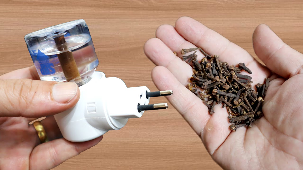 The Clove Solution: Transform Your Electric Mosquito Repellent Into a Natural Wonder