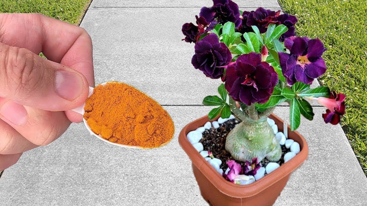 The Magical Touch of Cinnamon: Transform Your Plants with Just One Spoonful