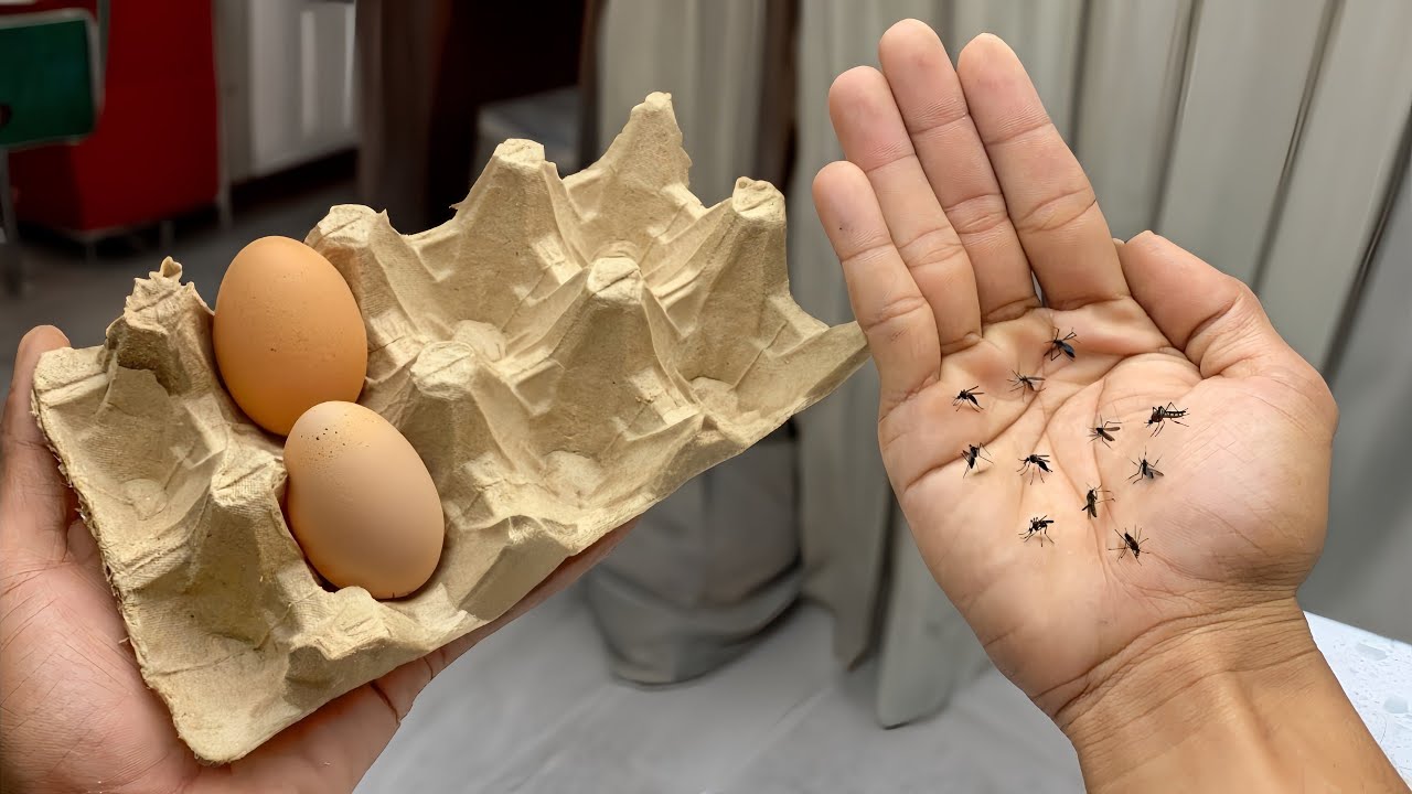 The Ingenious Egg Carton and Clove Combo: Your Eco-Friendly Mosquito Shield