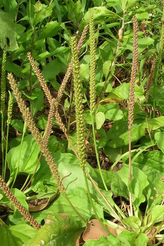 The Wonders of Plantago Major: Nature’s All-Round Healer