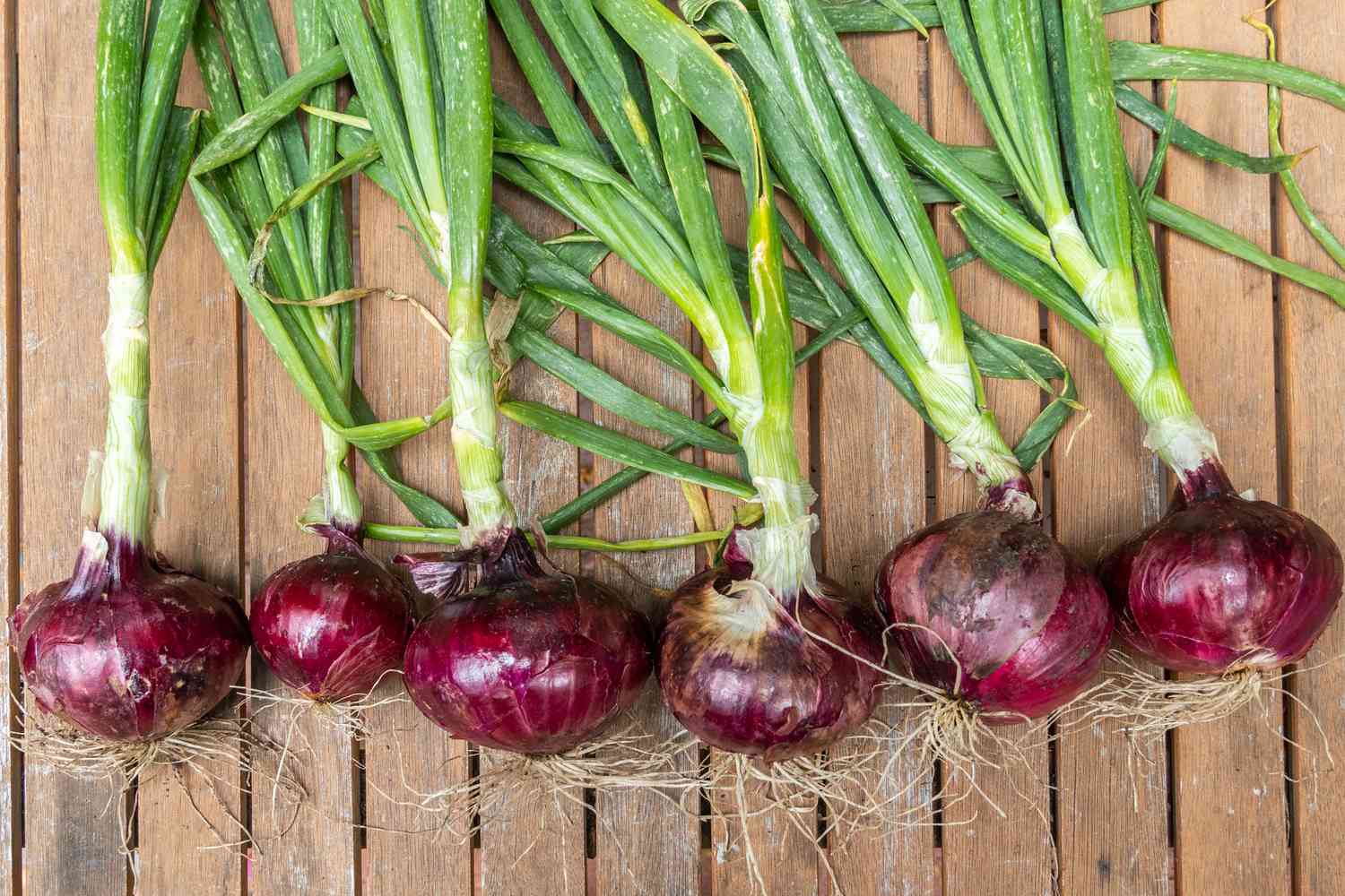 The Miraculous Onion Recipe: A Gut-Healing Delight