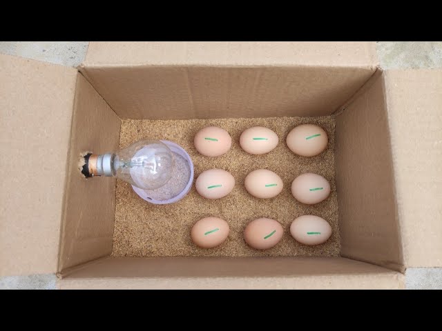 Create Your Own Homemade Incubator from a Simple Paper Box: A Fun and Easy DIY Project