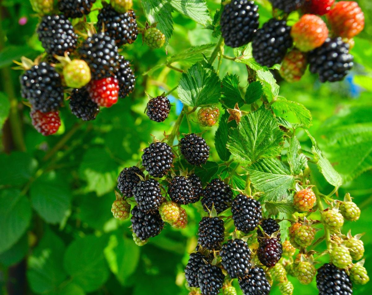 Unlocking Nature’s Secret: The Remarkable Benefits of Blackberry Leaves