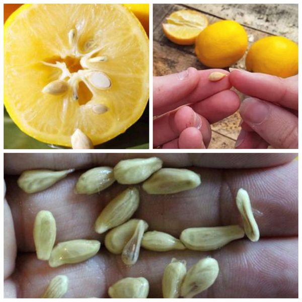 The Hidden Value of Lemon Seeds