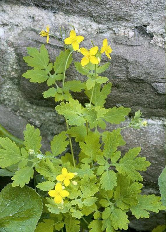 Nature’s Secret Weapon: Celandine Ointment for Nail Fungus