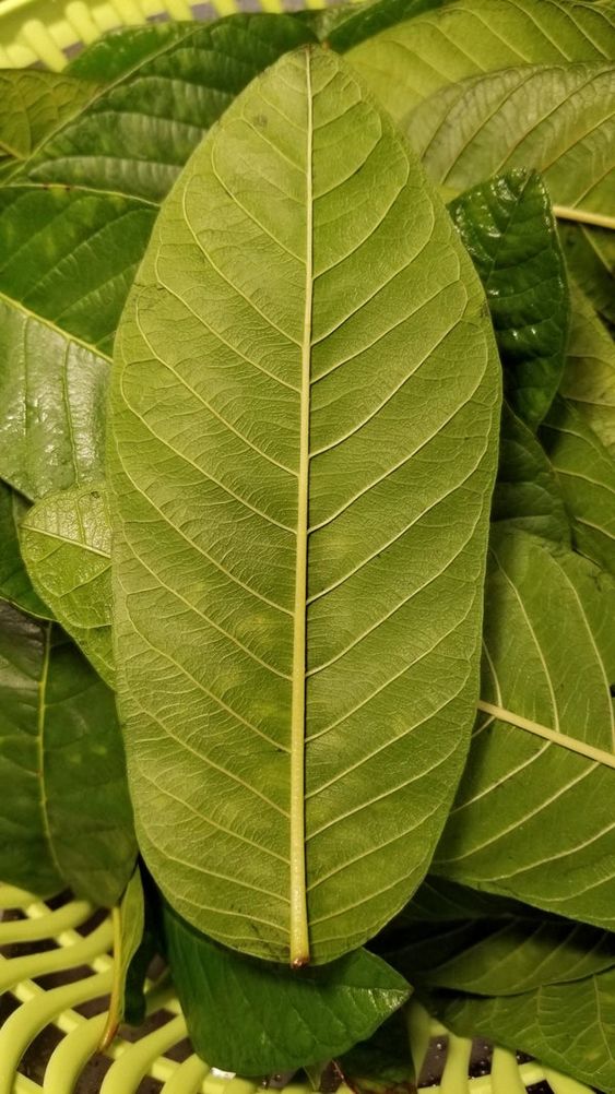 Discover the Incredible Health Benefits of Boiled Guava Leaves