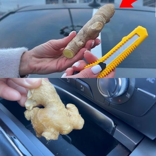 Ginger: The Lifesaver in Your Car