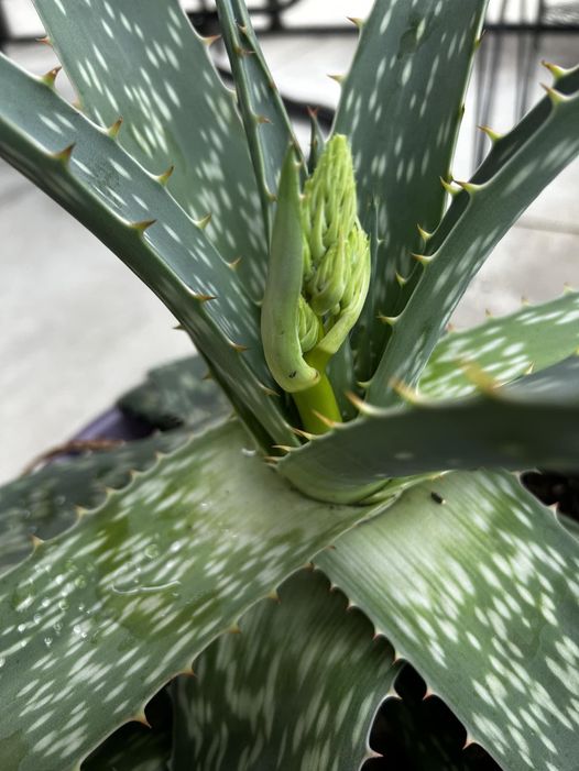 Discover the Natural Wonders of Aloe Vera