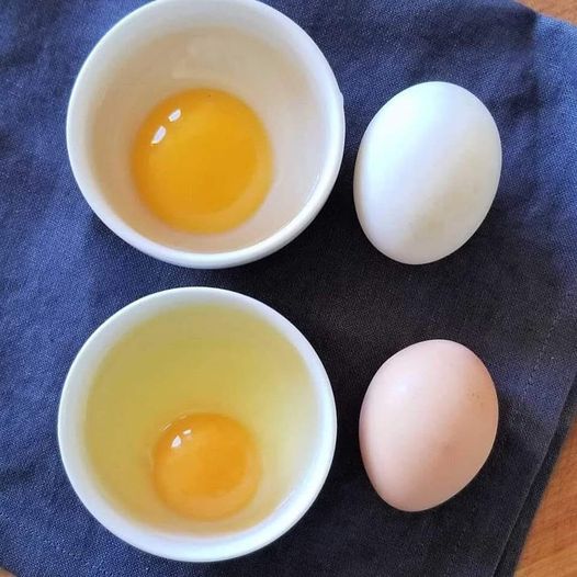 Duck Eggs vs. Chicken Eggs: Exploring the Differences