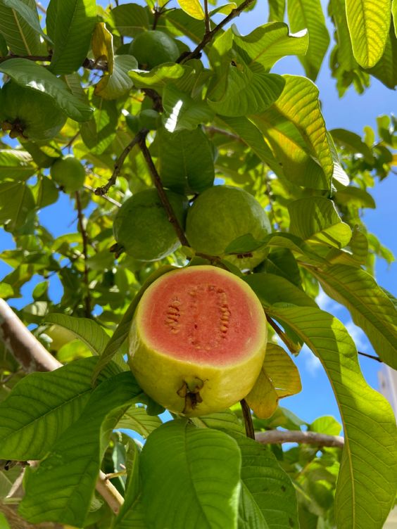 The Health Benefits and Risks of Guava: A Tropical Delight