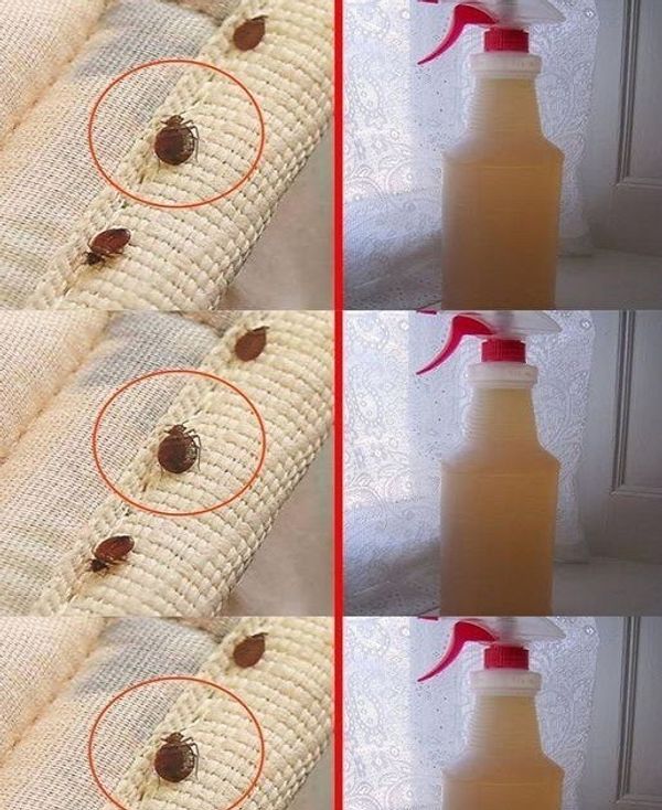 Say Goodbye to Bed Bugs: Clean Your Mattress with Alcohol