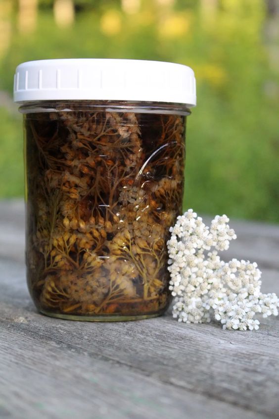 Discover the Wonders of Yarrow Tincture: Nature’s Healing Drops