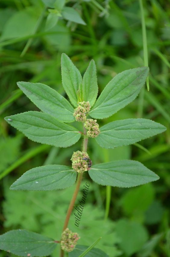 Exploring the Medicinal Uses of Euphorbia Hirta