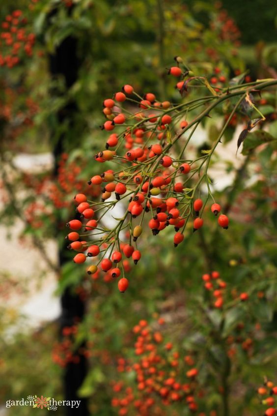 Rediscovering Rosehip: The Lost Herb and Its Benefits to Your Body