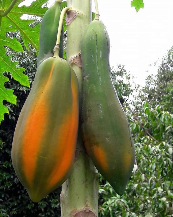 Unlocking a Tropical Secret: Lose Weight with Papaya Seeds