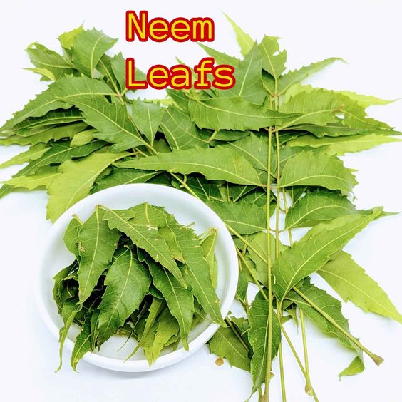 5 Incredible Benefits of Neem Leaf Powder and How to Make It