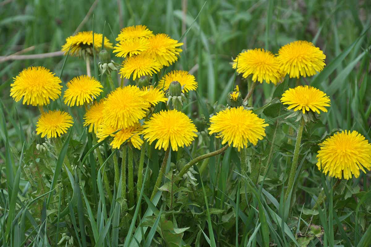 Dandelion: A Gift from Nature’s Garden